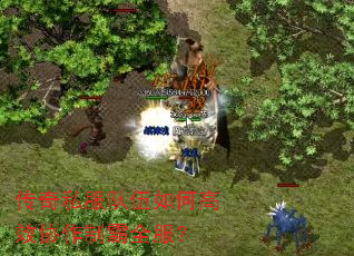 传奇私服队伍如何高效协作制霸全服? 传奇私服队伍如何高效协作制霸全服?