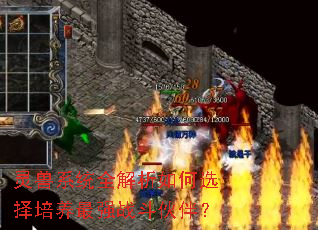 灵兽系统全解析如何选择培养最强战斗伙伴? 灵兽系统全解析如何选择培养最强战斗伙伴?